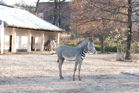 Zoo Berlin Zebra
