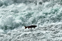 Chinook Salmon at Bailey’s Chute