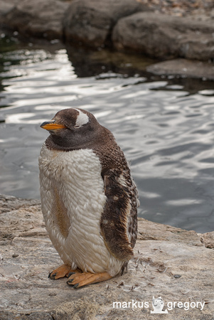 Gentoo Penguin Calgary