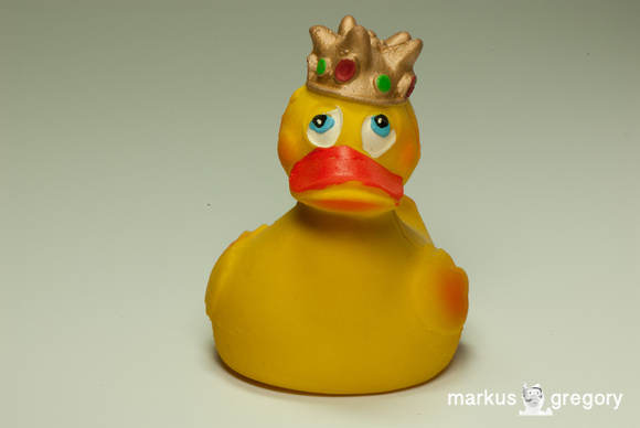 queen duck