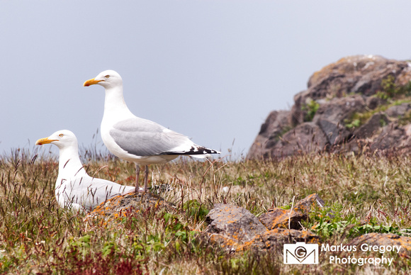 Seagull at Brier Island