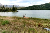 North American Elk