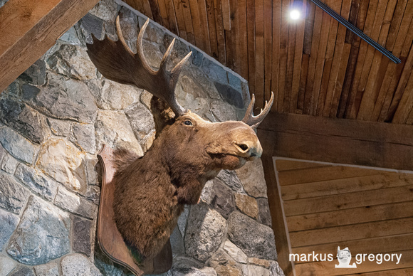 Moose @ Glacier national park visitor center