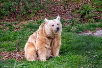 Syrischer Braunbär - Syrian Brown Bear - Ursus arctos syriacus