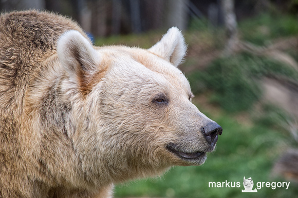 Syrischer Braunbär - Syrian Brown Bear - Ursus arctos syriacus