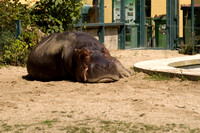 Vienna Zoo - Schönbrunn
