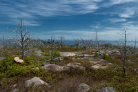 Jack Pine Forest, Cape Breton Highlands National Park
