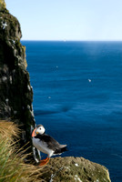 Atlantic Puffin - Papageientaucher - fratercula arctica